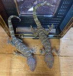 tokay females tank C1 (1).jpg tokay females tank C1 (1).jpg