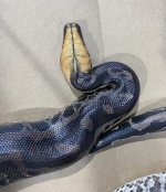 Female3.jpg