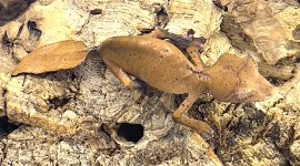 Female 1 sataanic.jpg