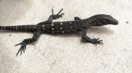 crocmonitor1.0.jpg