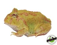 albino-4-spot-pacman-frogs-for-sale.jpg