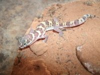TX Banded male 2022 Finlays Pic 4.JPG