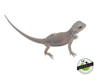 zero-dunner-bearded-dragon-for-sale (1).jpg