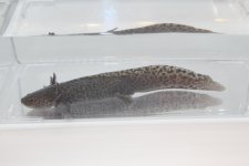Wild Axolotl-1.jpg