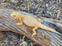 Hypo Dragon 1.jpg