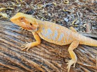 Hypo Dragon 2.jpg