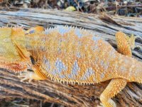 Hypo Dragon 3.jpg