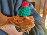 Red Dragon 1.jpg