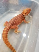Red Dragon 3.jpg