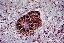 Diamondback_1982_02.jpg