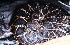 Diamondback_1982_03.jpg