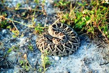 Diamondback_1982_04.jpg
