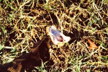 Cottonmouth_1982_02.jpg