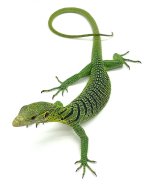 GreenTreeMonitor.jpg