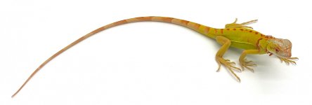 Albino1.jpg