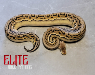 Pembroke Pine Repticon January 14th & 15th 2023 601 SW City Center Way Pembroke Pines, FL 33025 .png