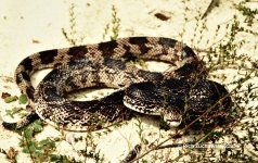 Pine_snake_1982_01.jpg