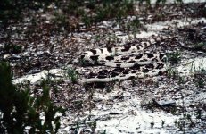 Pine_snake_1982_02.jpg