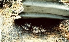 Pine_snake_1982_03.jpg