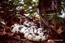 Pine_snake_1982_05.jpg