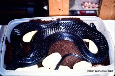 indigo_eggs_May_1990_01.jpg