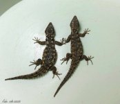 armadillo pair Abe (1).jpg