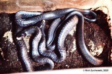 Indigo_babies_July_1982_01.jpg