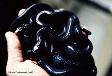 Indigo_babies_July_1982_02.jpg