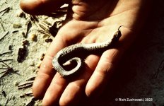Hognose_May_1982_01.jpg