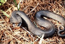 Hognose_black_May_1982_01.jpg