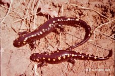 salamander_1982_03.jpg