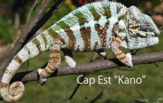 Cap Est Sire.jpg