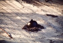 turtle_Hatteras_1982_01.jpg