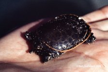 Softshell_turtle_baby_1982_01.jpg