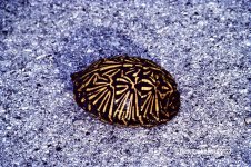 Box_turtle_1982_01.jpg