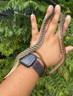 Dendrelaphis striatus.jpg