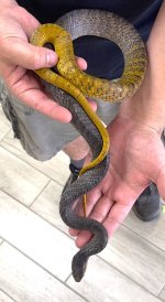 baby yellow tail cribo.jpg
