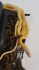 hypo beauty female.jpg