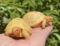 albino3.jpg