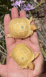 albino4.jpg