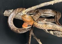 Chironius fuscus Small Pic.jpg