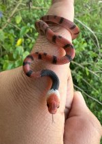 Siphlophis compressus smol.jpg