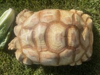 ivory5.jpg