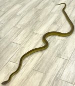 male olive 1.1.jpg