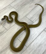 Female olive.jpg