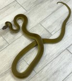 female olive 2.jpg