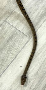 barneck male 1.jpg