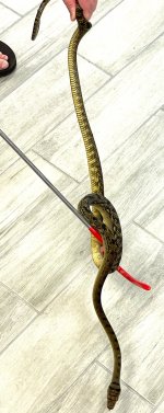 Male barneck.jpg
