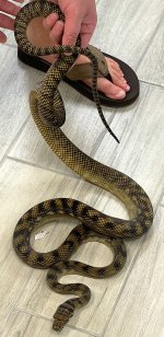 Female barneck.jpg