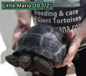 little Mario IMG_0699.jpg